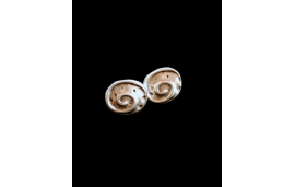 Nickel free oval stud earrings in a fossil design swirl