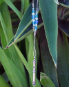 Pendentif "Mezzuza" en argent 925 oxydé, sur une chaîne en argent insérée avec des cristaux swarovski bleus et transparents